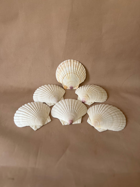 Set of 6 Starter Serving Shells